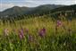 Kvetnaté vysokohorské a horské psicové porasty na silikátovom substráte (24.5.2014)